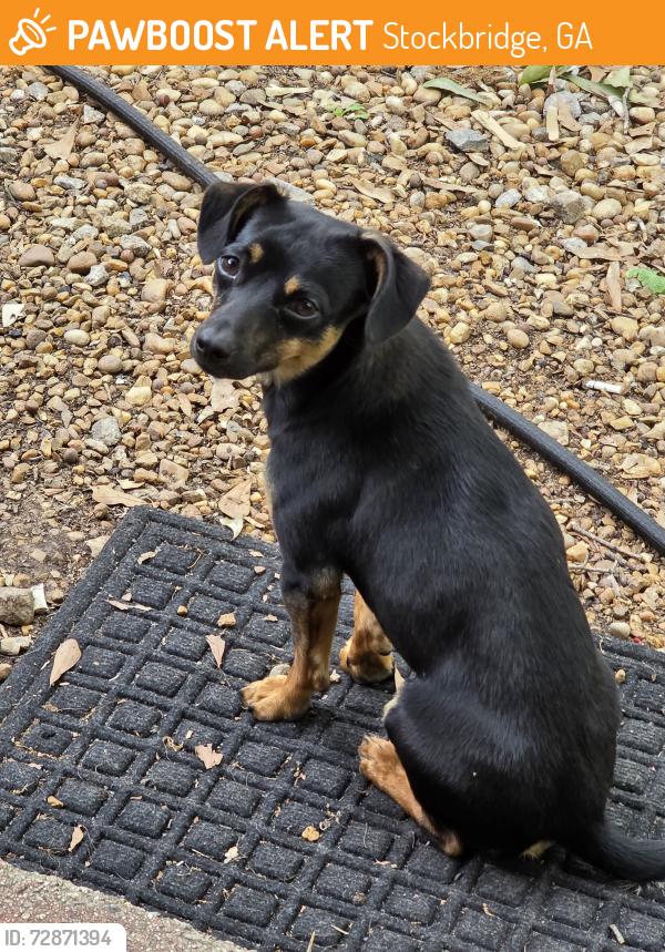 Found/Stray Male Dog last seen Food depot,police station,, Stockbridge, GA 30281