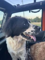 Found/Stray Male Dog last seen Heritage Farm Rd where the apmts are , Alexander County, NC 28027