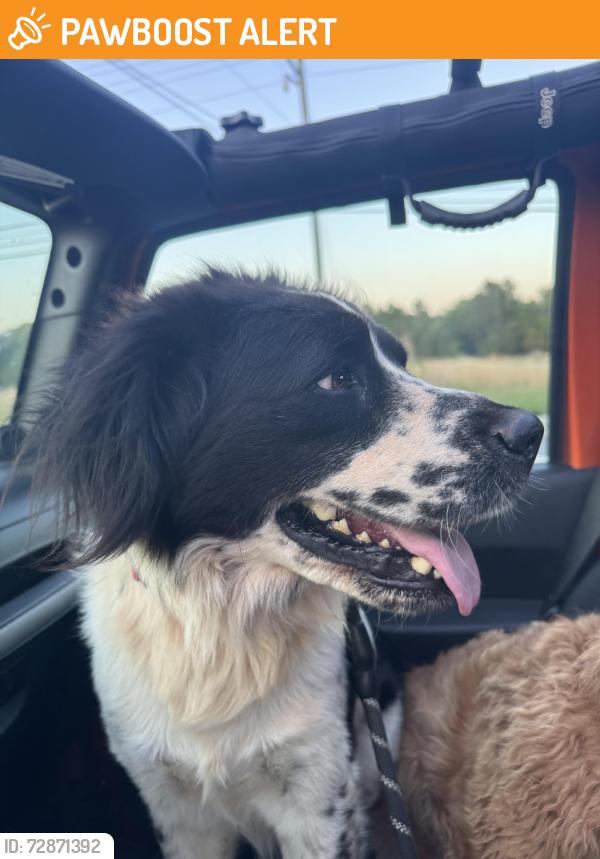 Found/Stray Male Dog last seen Heritage Farm Rd where the apmts are , Alexander County, NC 28027