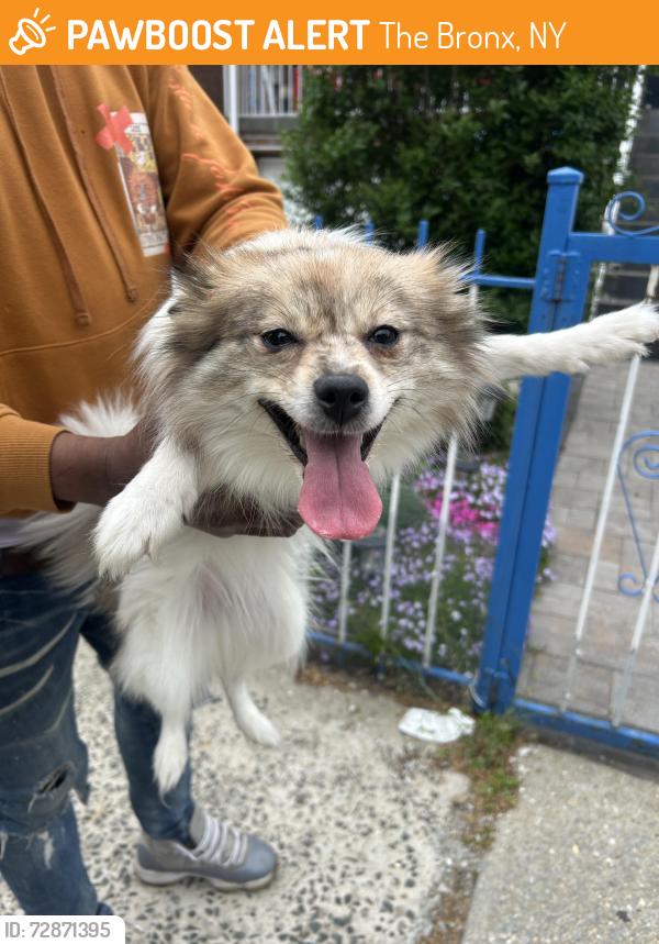 Found/Stray Female Dog last seen East 226 street between bronxwood and paulding , The Bronx, NY 10466