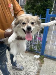Found/Stray Female Dog last seen East 226 street between bronxwood and paulding , The Bronx, NY 10466