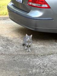 Found/Stray Unknown Cat last seen Loch Drive near Reynolda Road, Winston-Salem, NC 27106