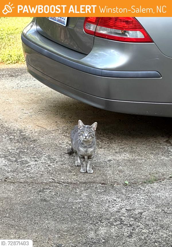 Found/Stray Unknown Cat last seen Loch Drive near Reynolda Road, Winston-Salem, NC 27106