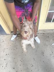 Lost Male Dog last seen Wilkinsburgh , Pittsburgh, PA 15221