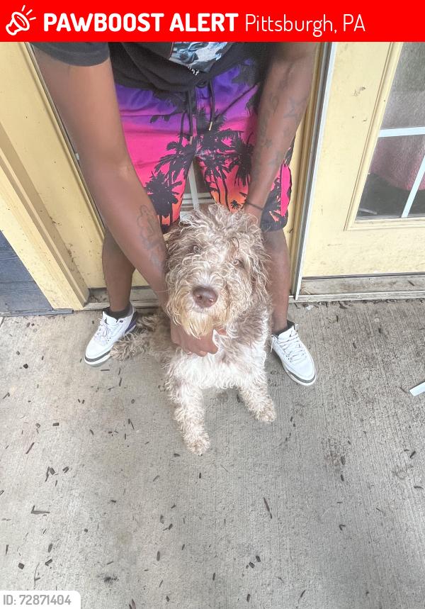 Lost Male Dog last seen Wilkinsburgh , Pittsburgh, PA 15221