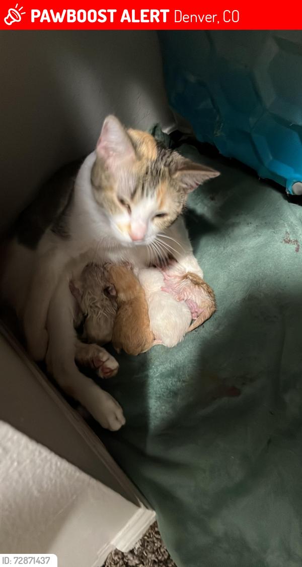 Lost Female Cat last seen Near dakin st, Denver, CO 80221