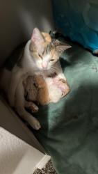 Lost Female Cat last seen Near dakin st, Denver, CO 80221
