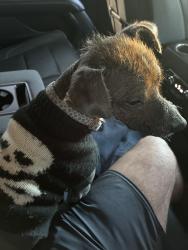 Found/Stray Male Dog last seen Ralphs grocery near Ontario police department , Ontario, CA 91761