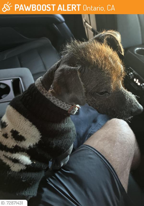 Found/Stray Male Dog last seen Ralphs grocery near Ontario police department , Ontario, CA 91761