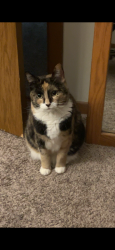 Lost Female Cat last seen By Phoenix elementary, Grand Forks, ND 58201