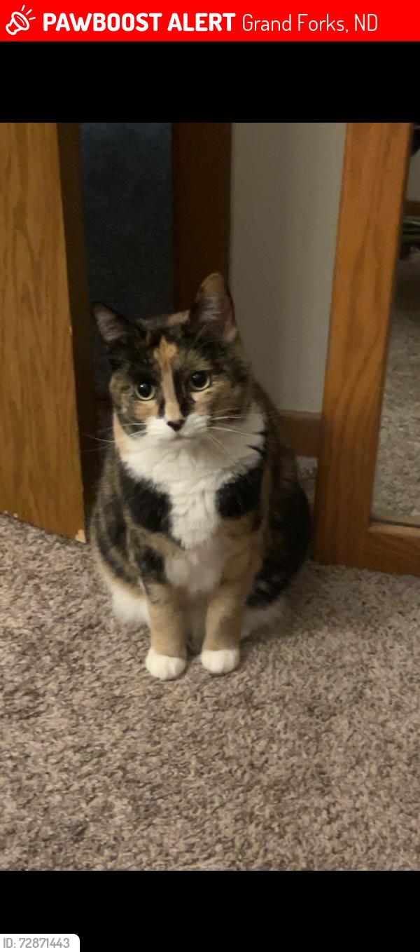 Lost Female Cat last seen By Phoenix elementary, Grand Forks, ND 58201