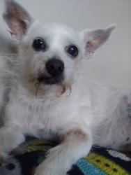 Lost Female Dog last seen Del Mar and Mission San Gabriel 91776, San Gabriel, CA 91776