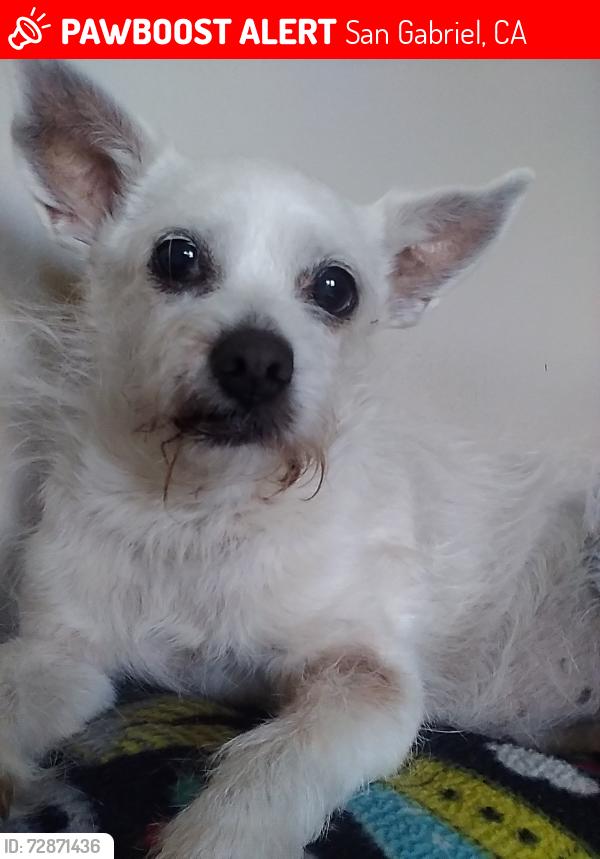 Lost Female Dog last seen Del Mar and Mission San Gabriel 91776, San Gabriel, CA 91776