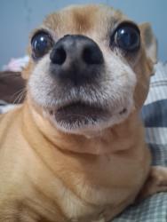 Lost Male Dog last seen Spaulding, Chicago, IL 60632
