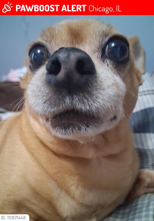 Lost Male Dog last seen Spaulding, Chicago, IL 60632