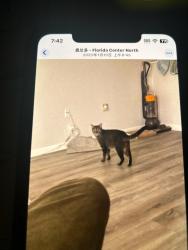 Lost Male Cat last seen ikiea, Orlando, FL 32811