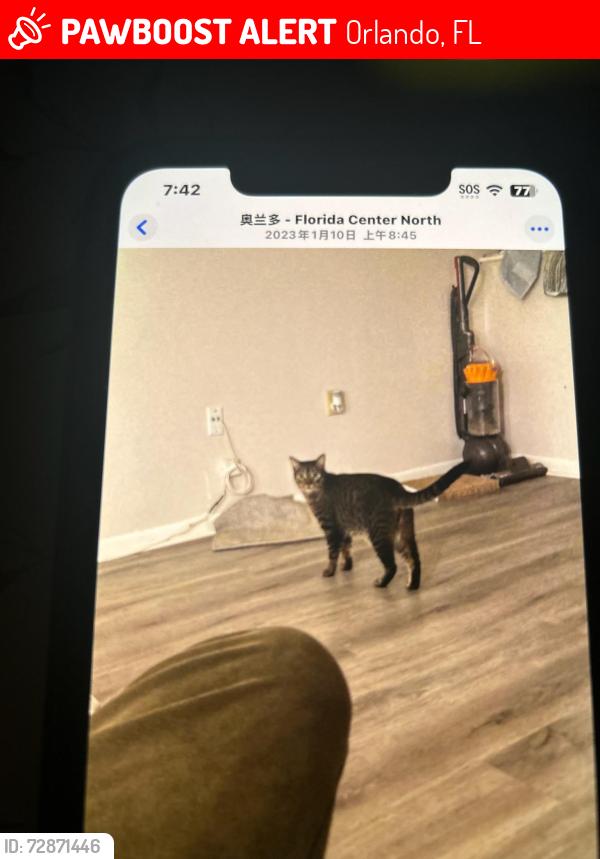 Lost Male Cat last seen ikiea, Orlando, FL 32811