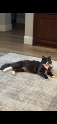 Lost Male Cat last seen Stanfel Place , El Dorado Hills, CA 95762