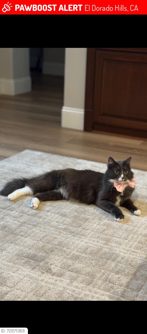Lost Male Cat last seen Stanfel Place , El Dorado Hills, CA 95762