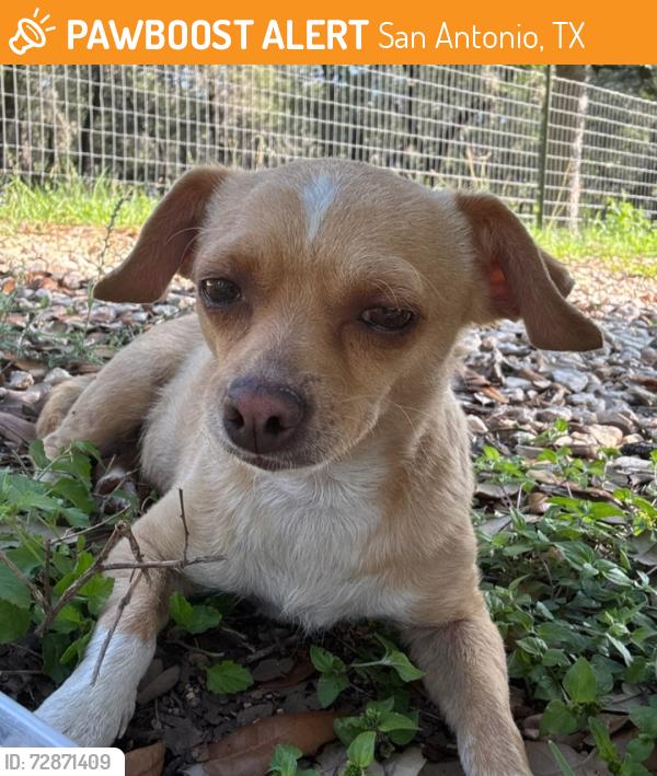 Found/Stray Female Dog last seen White Bonnet Rd, close to Babcock Rd, Hollyhock, and Lockehill Rd, San Antonio, TX 78240
