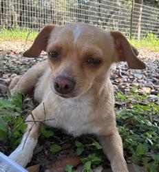 Found/Stray Female Dog last seen White Bonnet Rd, close to Babcock Rd, Hollyhock, and Lockehill Rd, San Antonio, TX 78240
