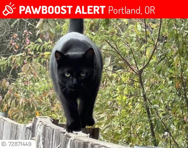 Lost Female Cat last seen Coca Cola factory in SE , Portland, OR 97232