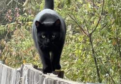 Lost Female Cat last seen Coca Cola factory in SE , Portland, OR 97232