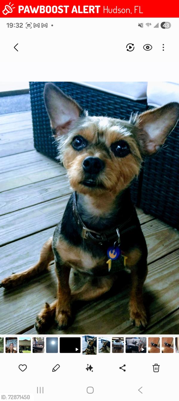 Lost Male Dog last seen Park around Hudson and New Port Richey , Hudson, FL 34667