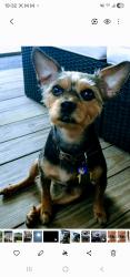 Lost Male Dog last seen Park around Hudson and New Port Richey , Hudson, FL 34667