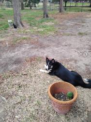 Lost Female Dog last seen Meadow Dr / high country , Carrollton, TX 75007