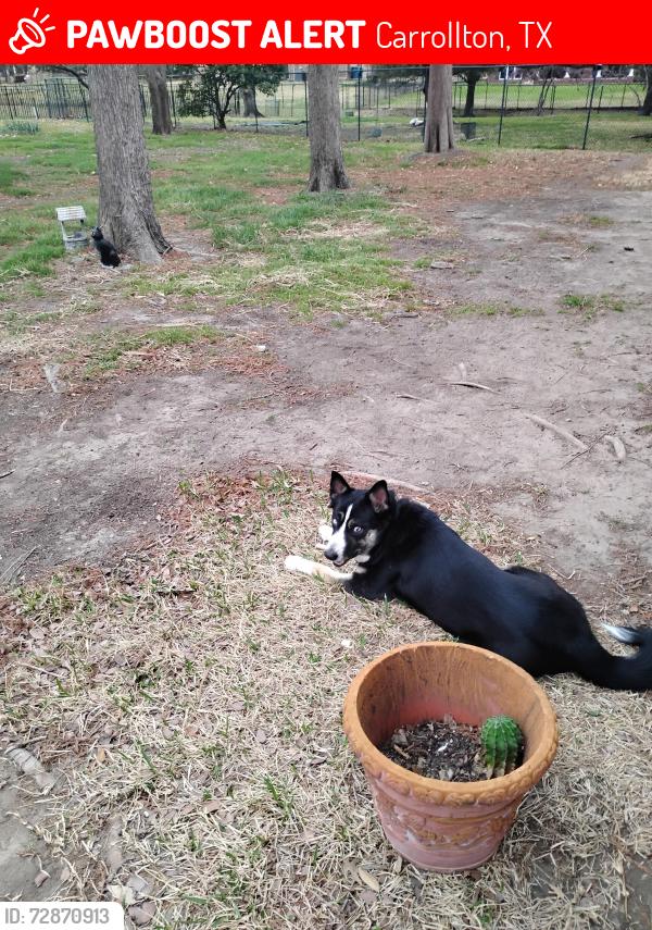 Lost Female Dog last seen Meadow Dr / high country , Carrollton, TX 75007