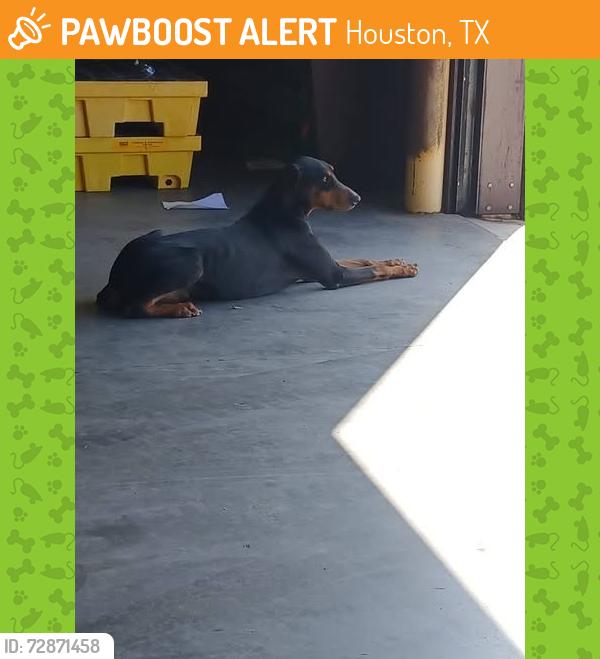 Found/Stray Male Dog last seen Near Aldean Westfield, Houston, TX 77073