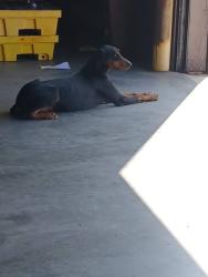 Found/Stray Male Dog last seen Near Aldean Westfield, Houston, TX 77073