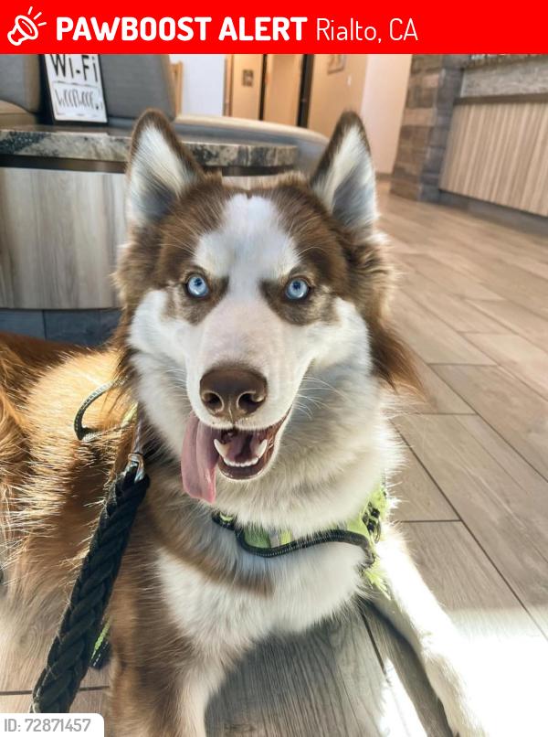 Lost Male Dog last seen Frisbee park, Rialto, CA 92376