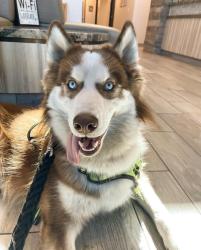 Lost Male Dog last seen Frisbee park, Rialto, CA 92376