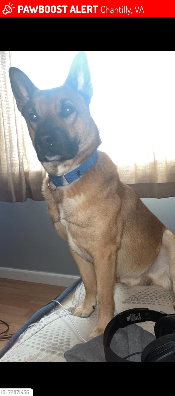Lost Male Dog last seen Trans world , Chantilly, VA 20151