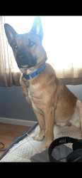 Lost Male Dog last seen Trans world , Chantilly, VA 20151