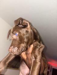 Found/Stray Male Dog last seen Village drive behind ABC store across from bordeaux shopping, Fayetteville, NC 28304