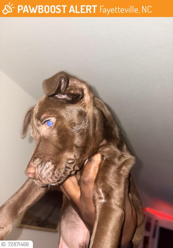 Found/Stray Male Dog last seen Village drive behind ABC store across from bordeaux shopping, Fayetteville, NC 28304