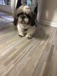 Found/Stray Male Dog last seen babbling brook NW, Cobb County, GA 30102