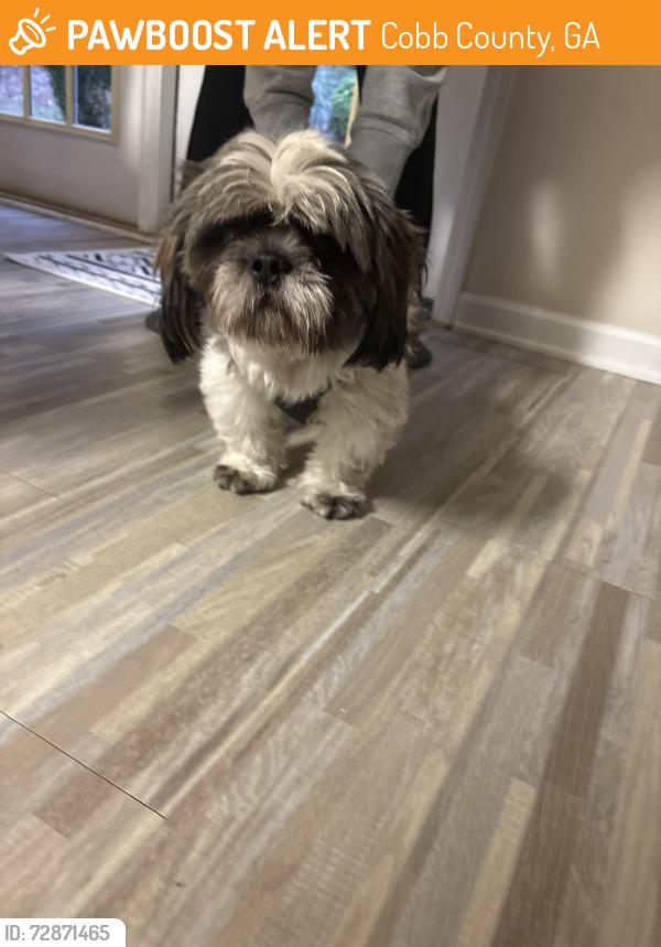 Found/Stray Male Dog last seen babbling brook NW, Cobb County, GA 30102