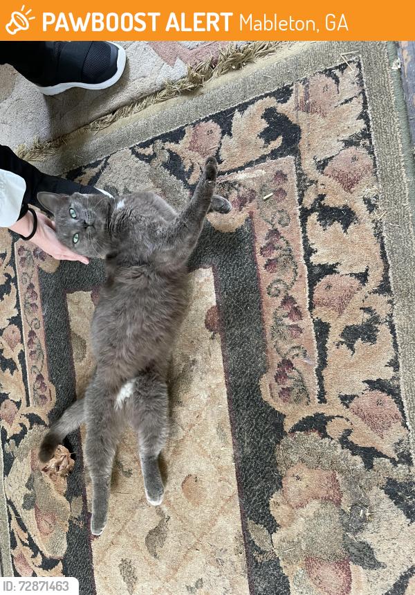 Found/Stray Male Cat last seen Veterans Memorial/ Pebblebrook Road SE, Mableton, GA 30126