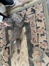 Found/Stray Male Cat last seen Veterans Memorial/ Pebblebrook Road SE, Mableton, GA 30126