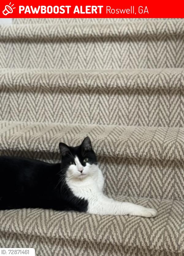Lost Male Cat last seen Edenwilde neighborhood west Roswell, Roswell, GA 30075