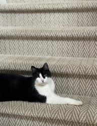 Lost Male Cat last seen Edenwilde neighborhood west Roswell, Roswell, GA 30075