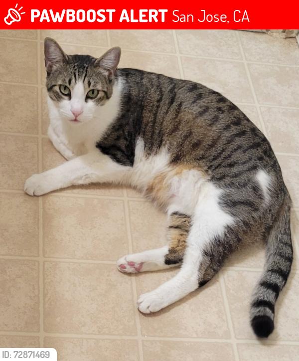 Lost Male Cat last seen Hayes ave, San Jose, CA 95123