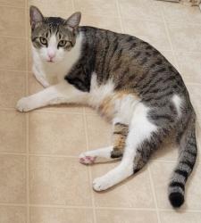 Lost Male Cat last seen Hayes ave, San Jose, CA 95123