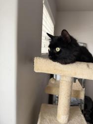 Lost Male Cat last seen Highland Blv. Skye ests, Highland, UT 84003