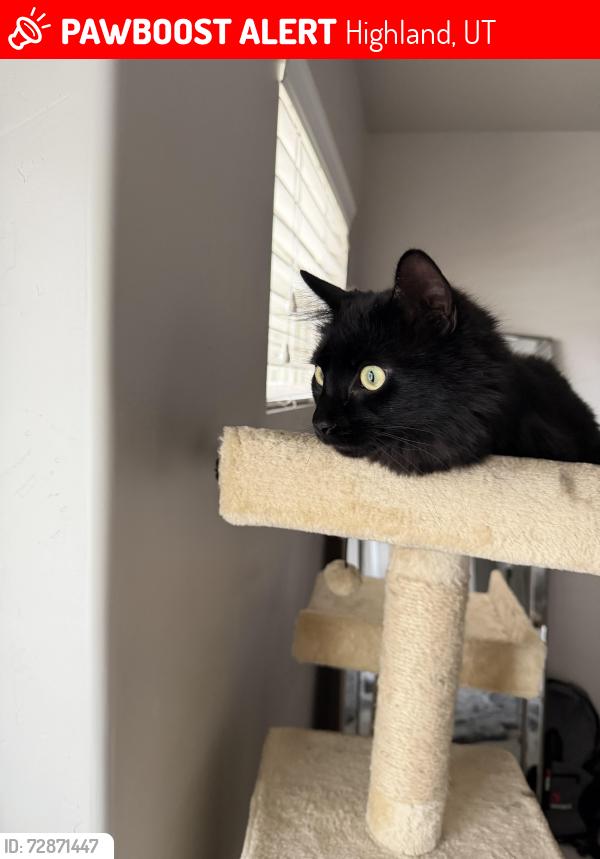 Lost Male Cat last seen Highland Blv. Skye ests, Highland, UT 84003