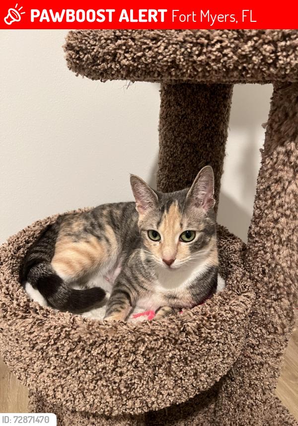 Lost Female Cat last seen Winkler and schoolhouse rd, Fort Myers, FL 33916
